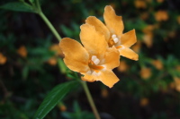 Orange Monkeyflower