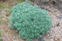 Interesting plant