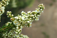 Chamise flower