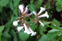 White Monkeyflower
