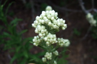 Unidentified Wildflower 2