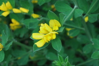 Scotch Broom