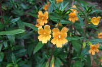 Orange Monkeyflower