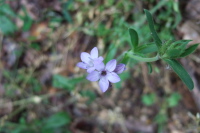 Unidentified Wildflower 7