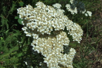 Cow Parsnip