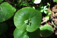Miner's Lettuce