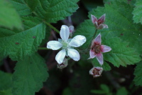 Wild Raspberry blossom