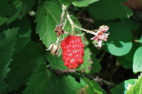 Previous