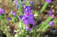Purple Monkeyflower