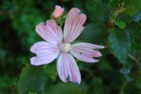 Large-Flowered Linanthus