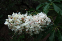 Buckeye blooms