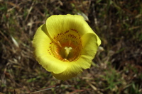 Yellow Mariposa Lily