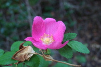 Unidentified Wildflower 11