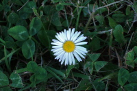 Clover blossom