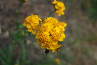 Clustered Cinquefoil