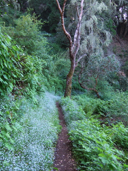 A lush section near the top of the Razorback Ridge Trail