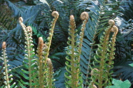 Fern fiddleheads