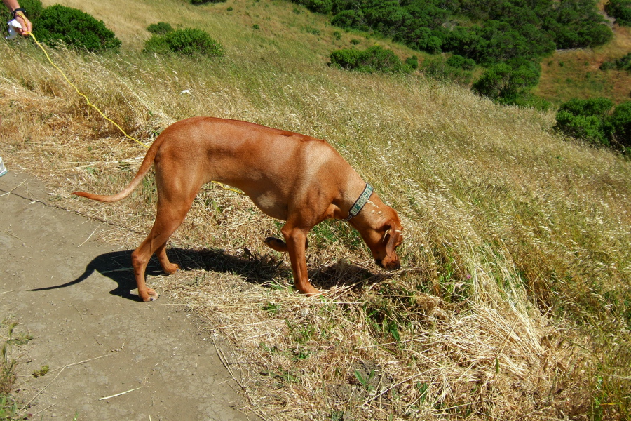Kumba points at some creature in the grass, probably a lizard.
