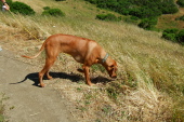 Kumba points at some creature in the grass, probably a lizard.