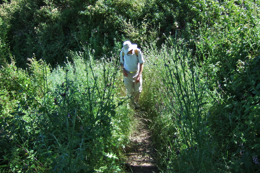David presses through the thistle forest on the Lost Trail.