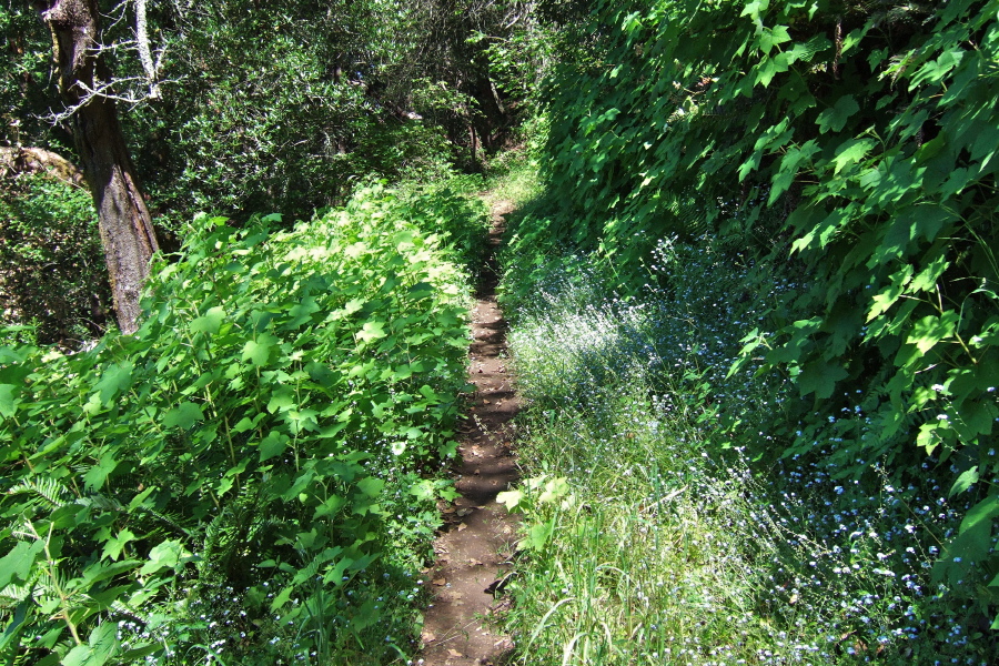Wildflowers and wild raspberry encroach on the trail. (2)