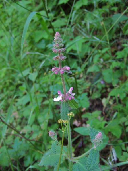 A flowering weed.