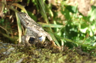 An alligator lizard poses for the camera.