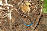 Juvenile Western Skink
