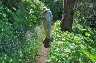 Wildflowers and wild raspberry encroach on the trail. (1)