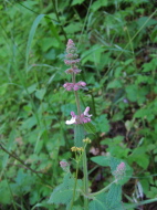 A flowering weed.