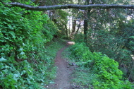 Foliage has been trimmed back on the Lost Trail.