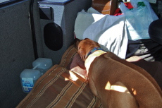 Kumba relaxes resignedly as we press on across the Nevada desert.