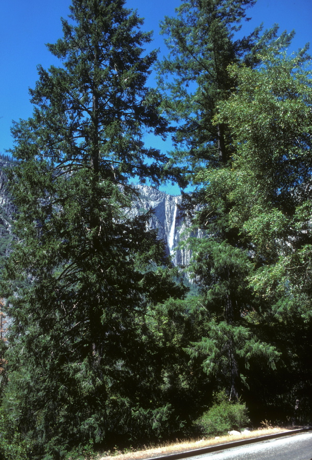 Ribbon Fall (between the trees)