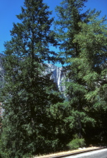 Ribbon Fall (between the trees)