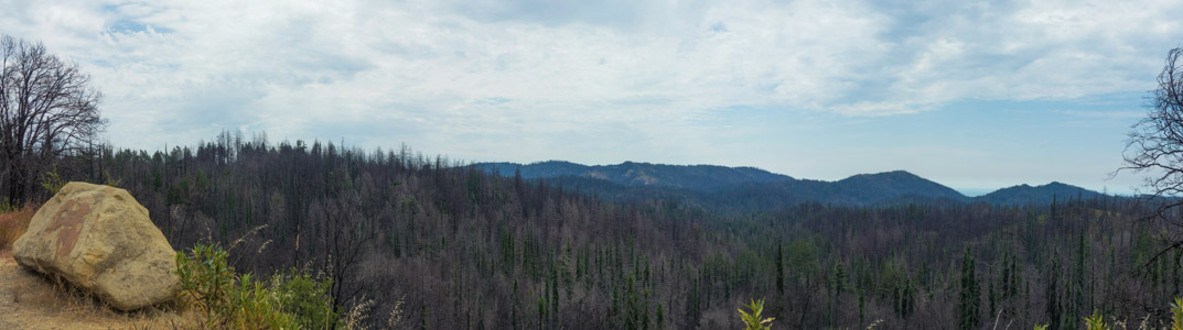 Big Basin after CZU Fire - 7/2022