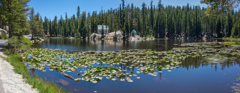 Mosquito Lake Lilies - 7/2016