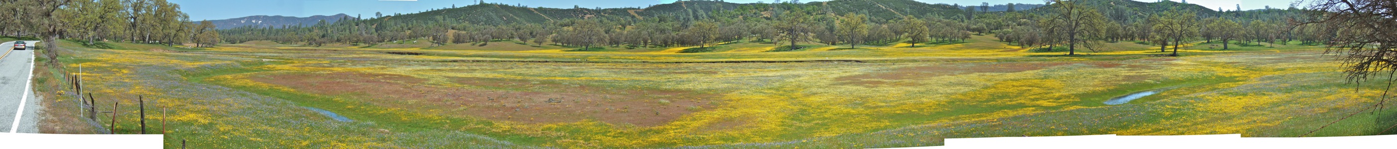 Wildflowers adorn Upper San Antonio Valley - 4/2010