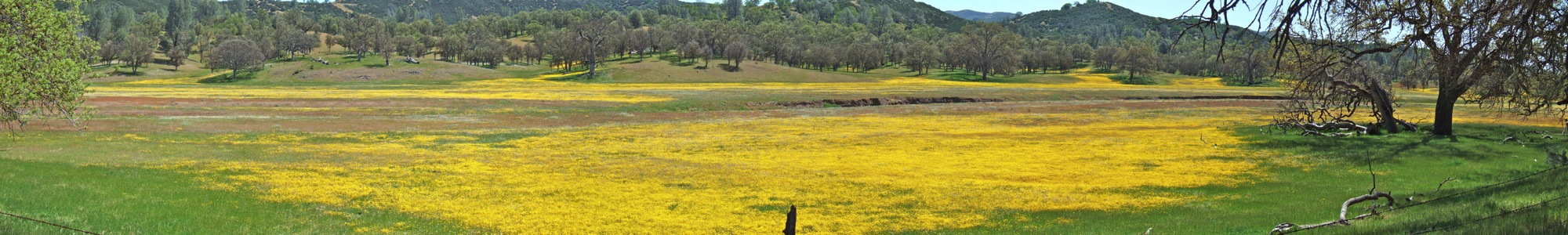 Wildflowers cover Upper San Antonio Valley - 4/2010