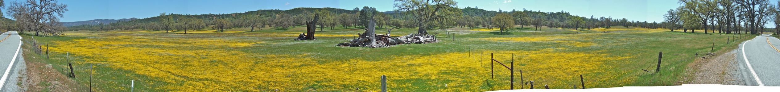 Wildflowers in Upper San Antonio Valley - 4/2010